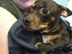 Charlie, a Chihuahua mix, survived a 30-foot fall down an elevator shaft, He sustained minor injuries.